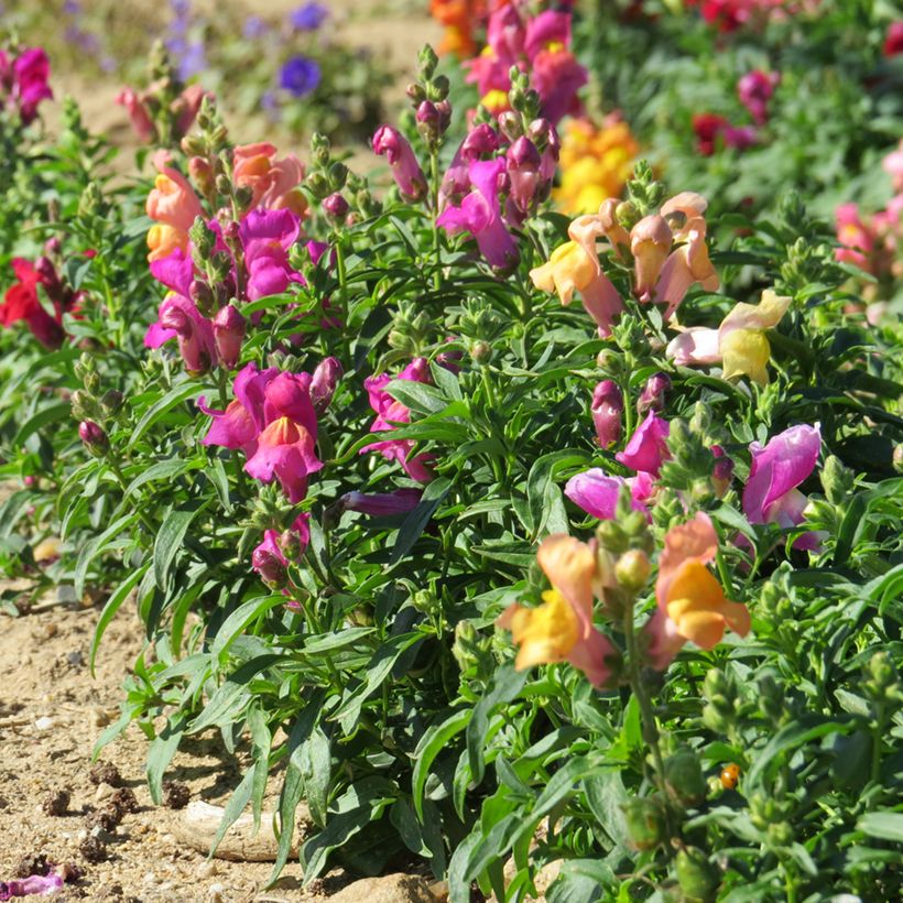 Leeuwenbek Emerald Isles (zaad) - Antirrhinum majus pumilum (Groeiplaats)