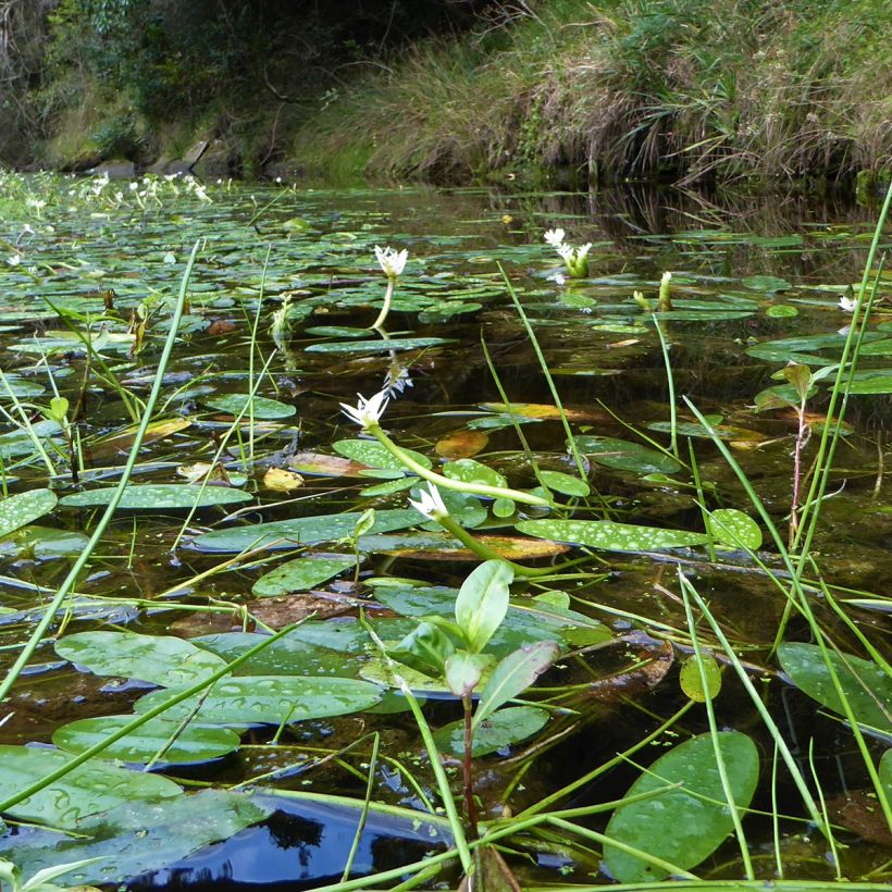Aponogeton distachyos - Kaapse waterlelie (Groeiplaats)