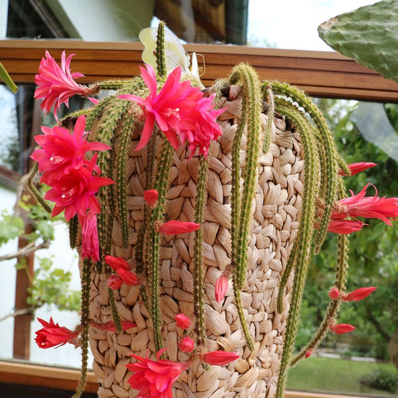 Aporophyllum malisonii - Rattenstaartcactus (Groeiplaats)