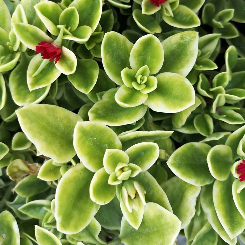 Aptenia cordifolia Variegata - IJskruid (Blad)