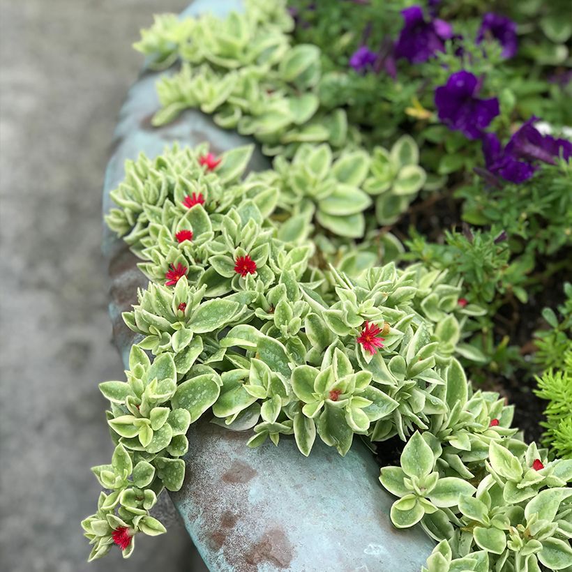 Aptenia cordifolia Variegata - IJskruid (Groeiplaats)