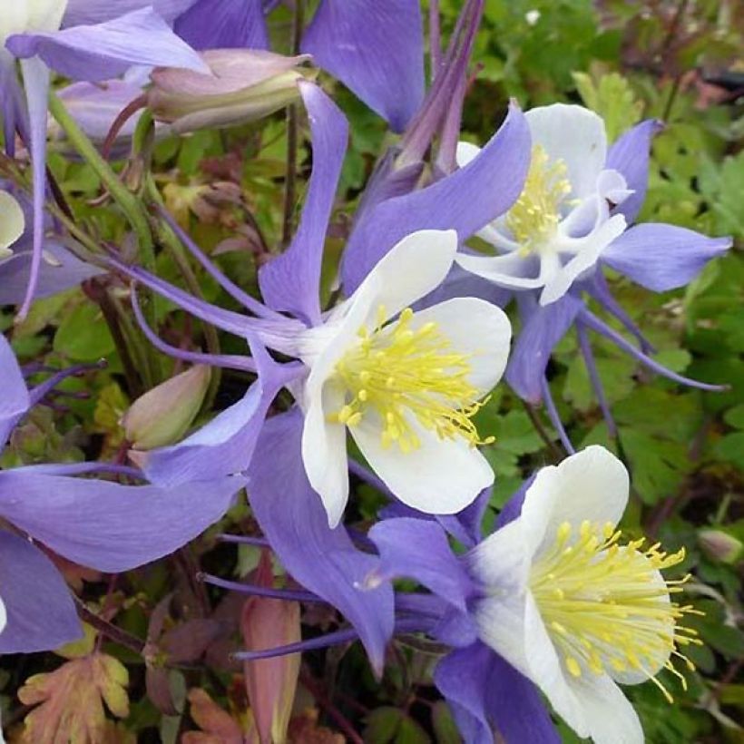 Akelei Mrs M. Nicholls - Aquilegia (Flowering)