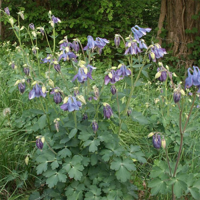 Akelei Songbird Series Bunting - Aquilegia (Groeiplaats)