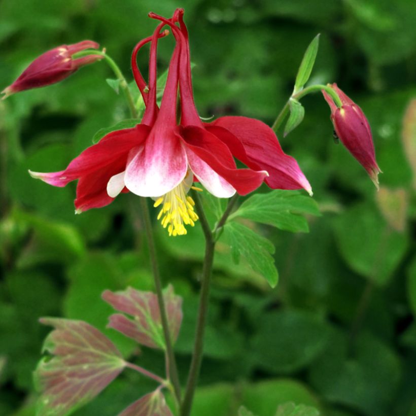 Akelei Songbird Series Cardinal - Aquilegia (Groeiplaats)
