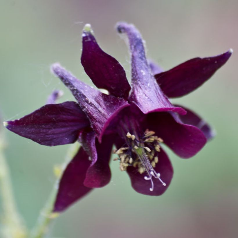 Aquilegia atrata - Donkere akelei (Flowering)