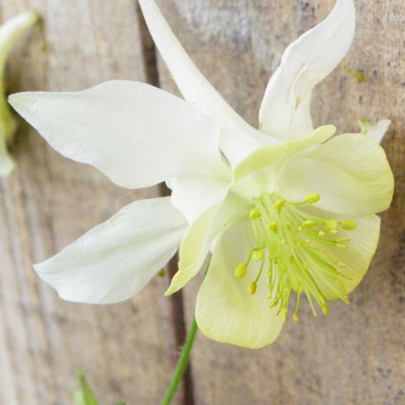 Akelei Kristall - Aquilegia caerulea (Flowering)