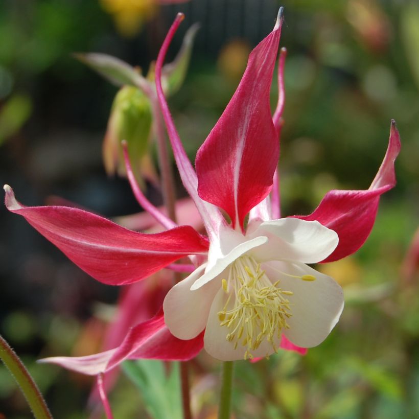 Akelei roze Rose Queen - Aquilegia caerulea (Flowering)