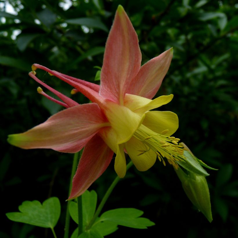 Aquilegia canadensis - Canadese akelei (Bloei)