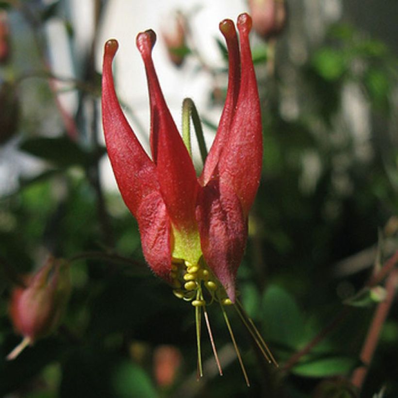 Canadese akelei Little Lanterns - Aquilegia canadensis (Flowering)