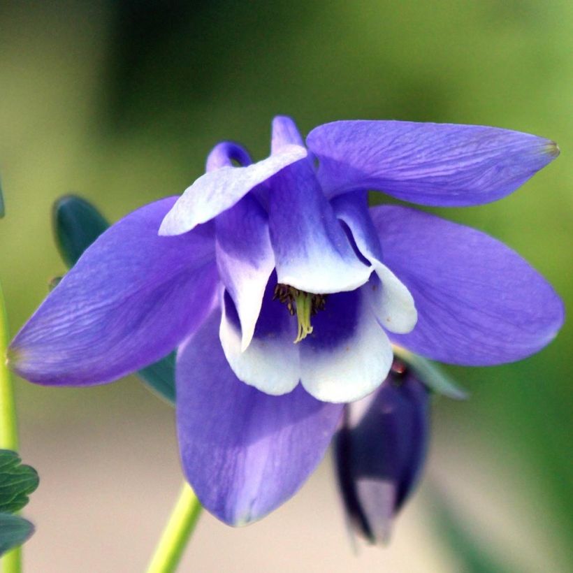 Dwergakelei Cameo Blue and White - Aquilegia flabellata (Flowering)