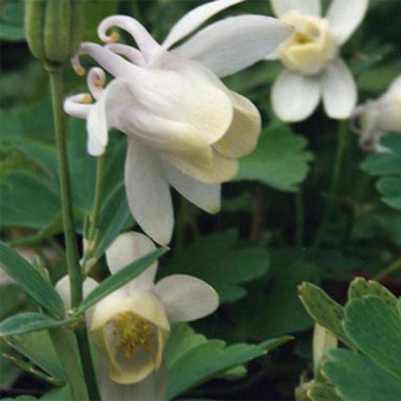 Aquilegia flabellata pumila alba - Dwergakelei wit (Bloei)