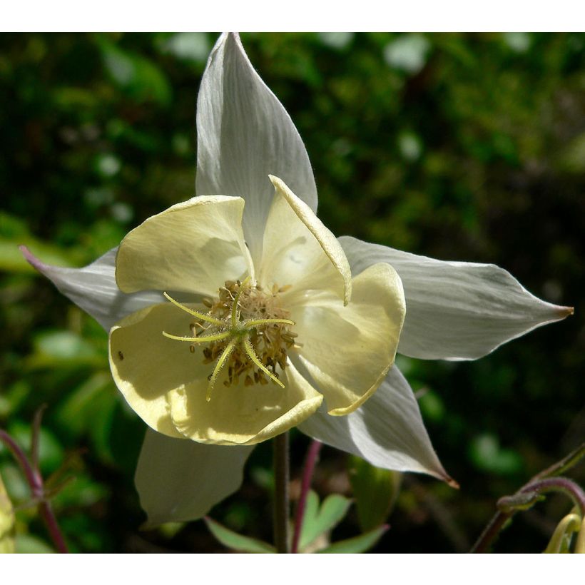 Aquilegia fragrans - Geur-akelei (Bloei)