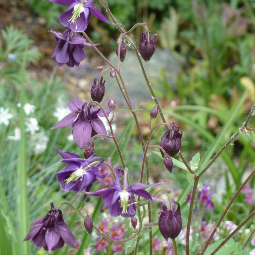 Aquilegia rockii - Akelei (Groeiplaats)