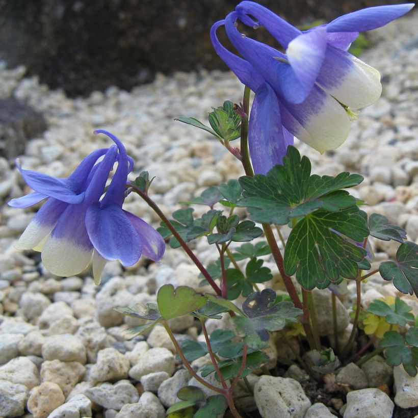 Aquilegia sibirica - Siberische akelei (Groeiplaats)