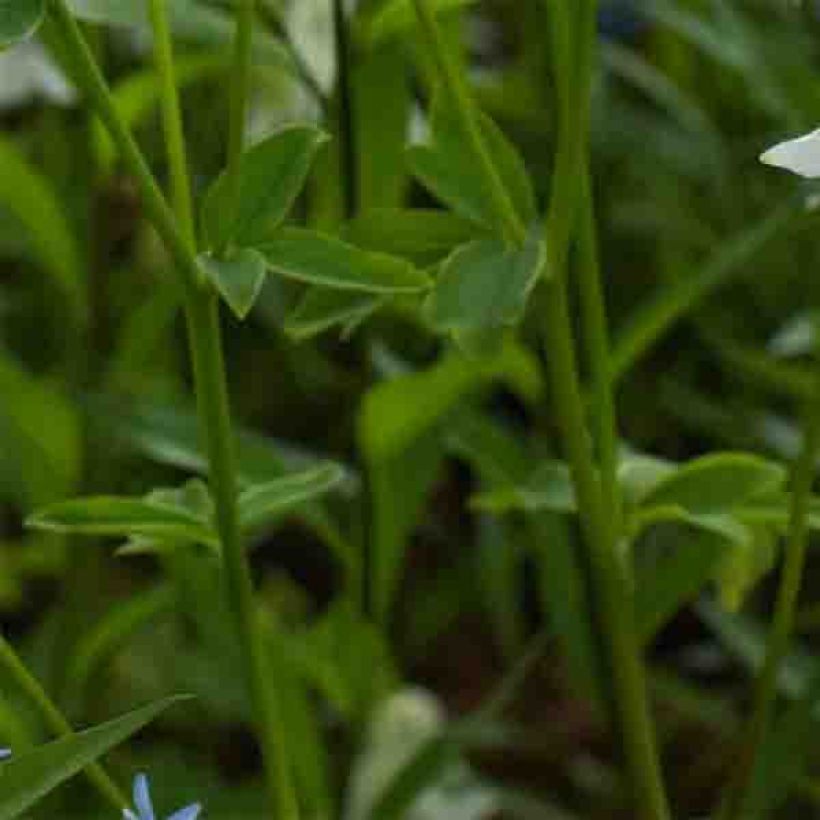 Akelei Munstead White - Aquilegia vulgaris (Foliage)