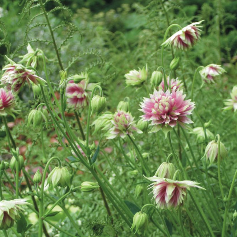 Akelei Nora Barlow - Aquilegia vulgaris (Plant habit)