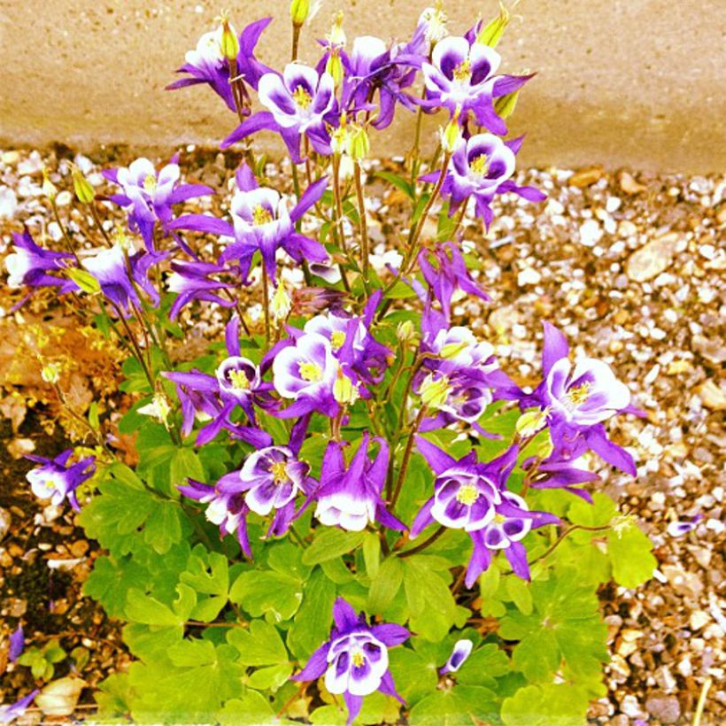 Akelei Woodside Gold - Aquilegia vulgaris (Groeiplaats)