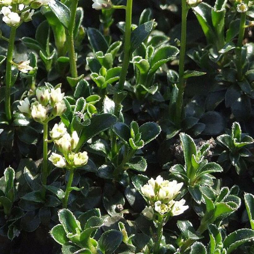 Arabis ferdinandi coburgii - Scheefkelk (Foliage)