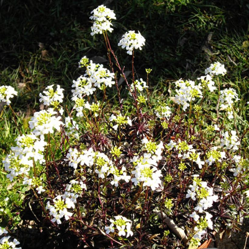 Arabis ferdinandi coburgii - Scheefkelk (Flowering)