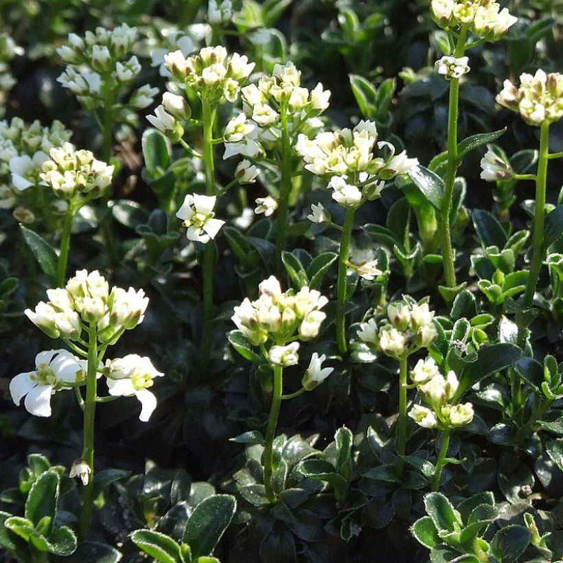 Arabis ferdinandi coburgii - Scheefkelk (Plant habit)