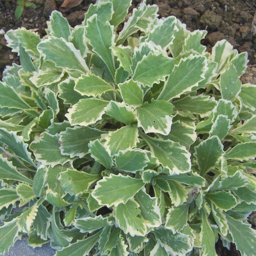 Arabis caucasica Variegata - Randjesbloem (Foliage)