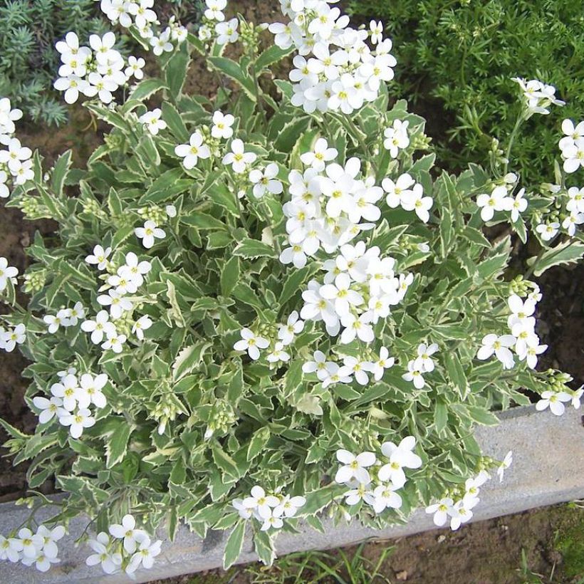 Arabis caucasica Variegata - Randjesbloem (Plant habit)