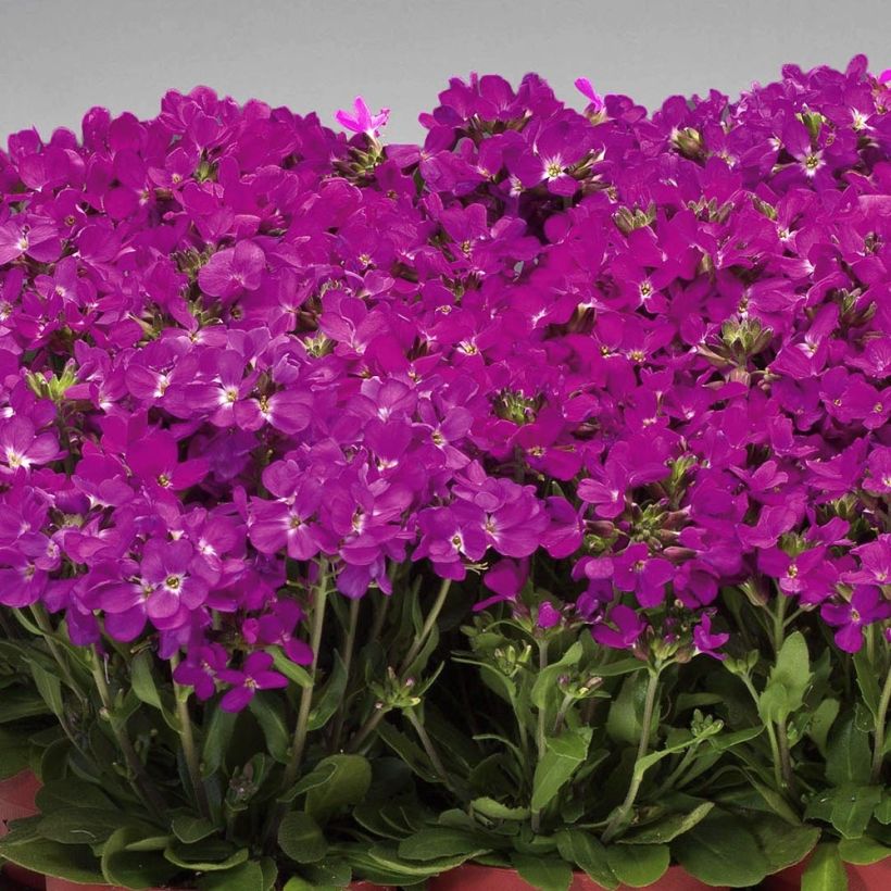 Arabis blepharophylla Rose Delight - Scheefkelk roze (Plant habit)