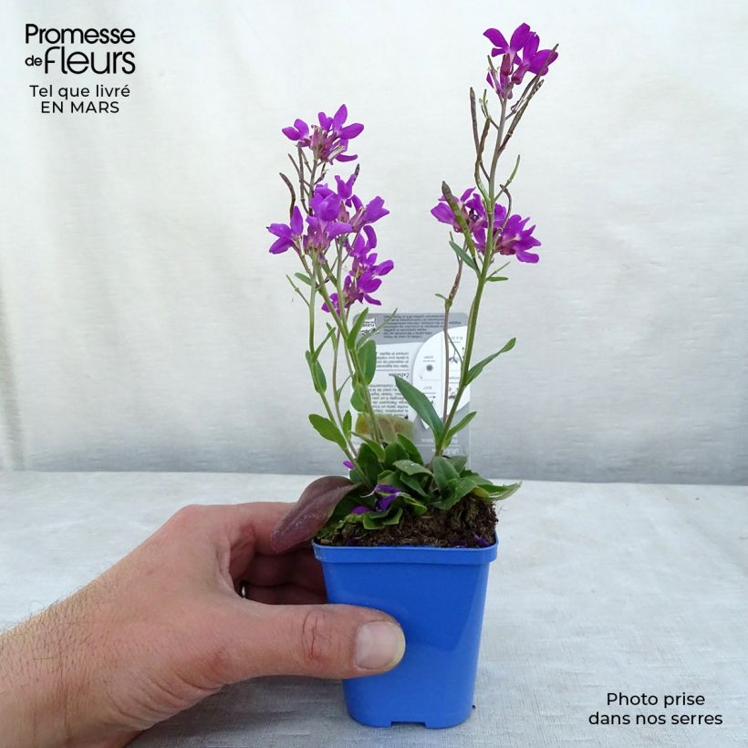 Example of Arabis blepharophylla Rose Delight - Arabette de Californie Kweekpotje van 7/8 cm as you get in hiver