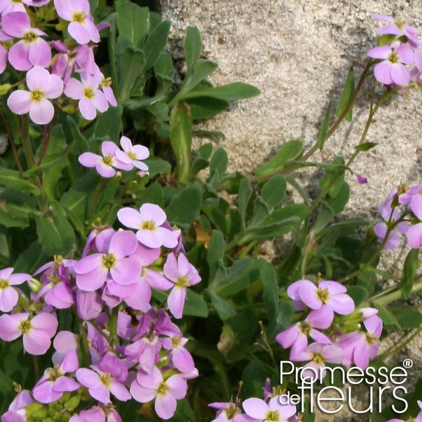 Arabis caucasica Rosea - Randjesbloem (Foliage)