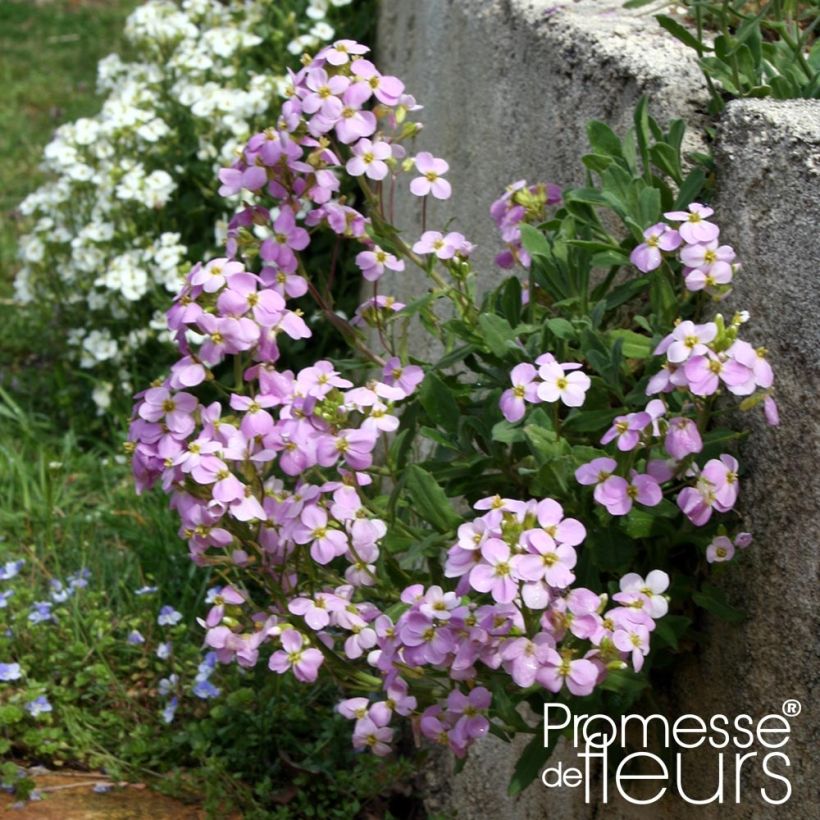 Arabis caucasica Rosea - Randjesbloem (Plant habit)
