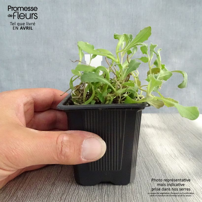 Exemplaar van Arabis caucasica Rosea - Randjesbloem Kweekpotje van 8/9 cm zoals geleverd in de lente