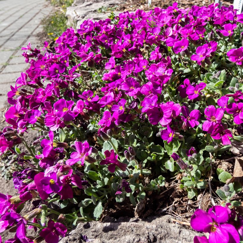 Arabis caucasica Aubris Deep Rose - Randjesbloem roze (Groeiplaats)