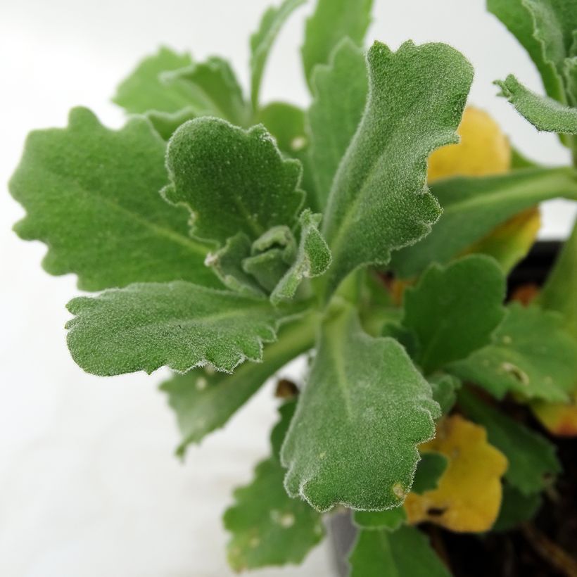 Randjesbloem Plena (Foliage)