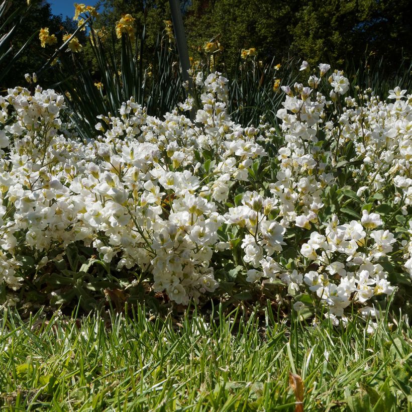 Randjesbloem Plena (Groeiplaats)