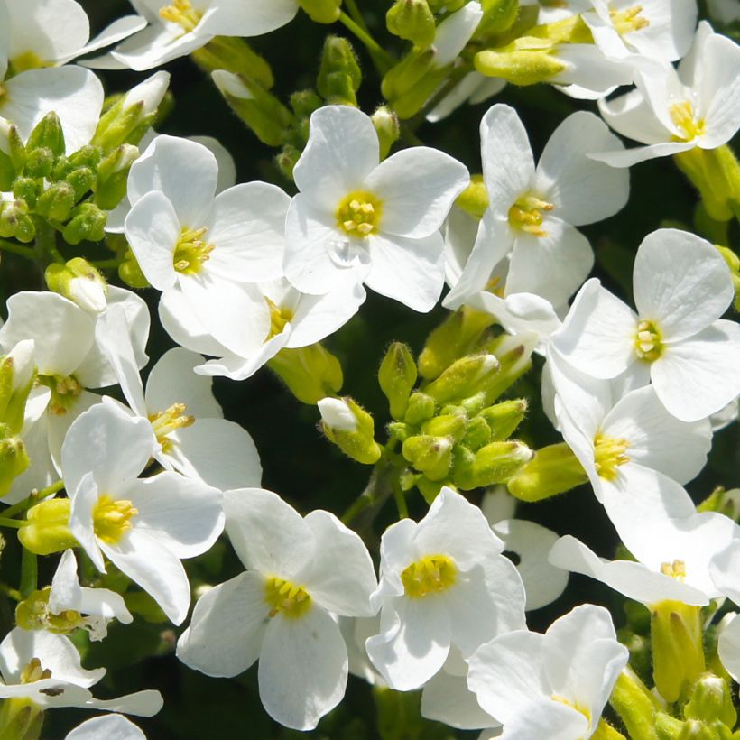 Arabis caucasica Snowball - Randjesbloem (Bloei)