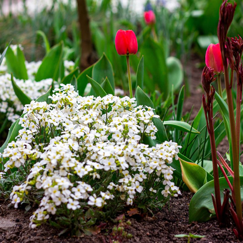 Arabis caucasica Snowball - Randjesbloem (Groeiplaats)
