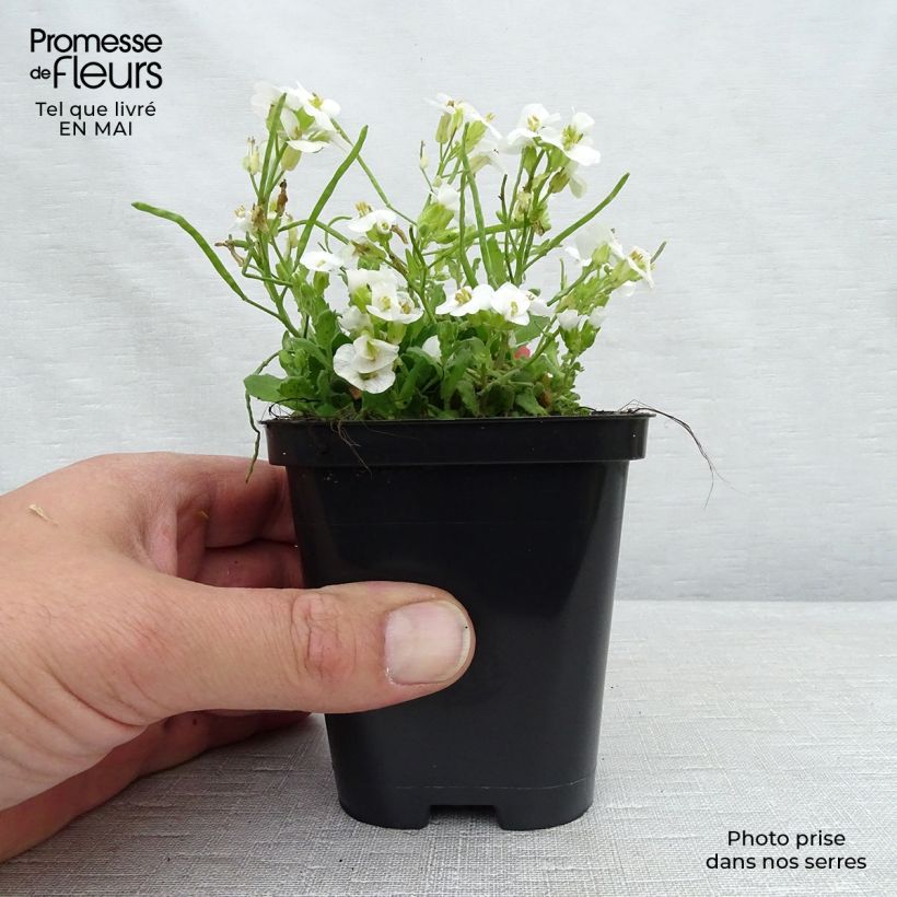 Exemplaar van Arabis Snowcap - Randjesbloem Kweekpotje van 8/9 cm zoals geleverd in de lente