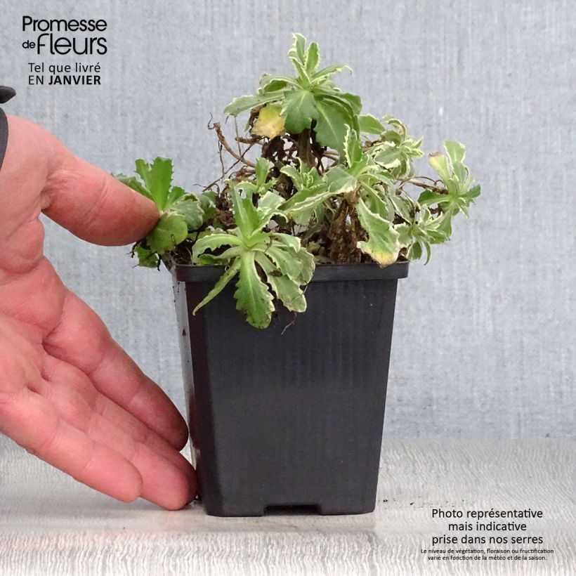 Example of Arabis caucasica Variegata Kweekpotje van 8/9 cm as you get in hiver