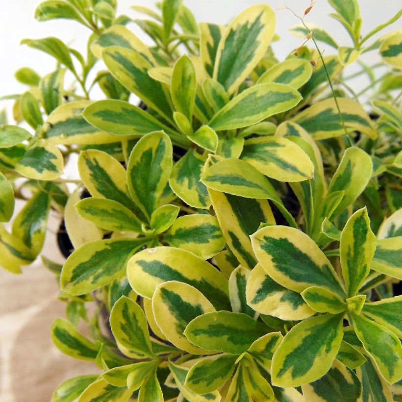 Arabis ferdinandi coburgii Old Gold - Scheefkelk (Foliage)