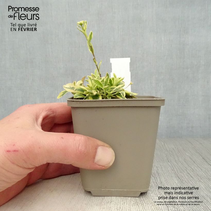 Example of Arabis ferdinandi coburgii Old Gold - Arabette panachée jaune - Corbeille d'argent Kweekpotje van 8/9 cm as you get in hiver