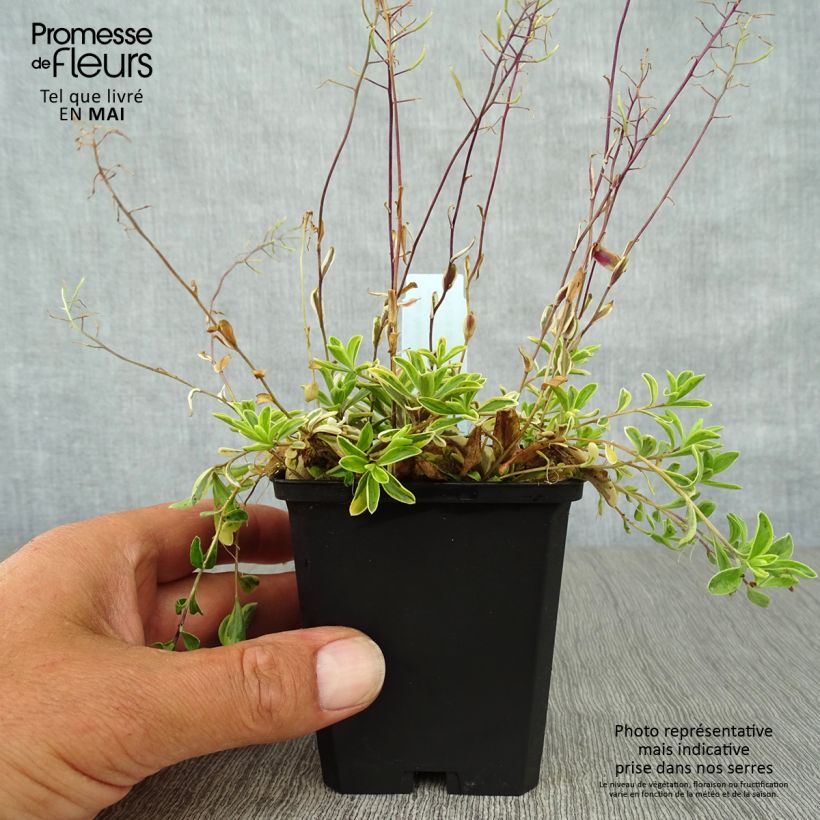 Exemplaar van Arabis ferdinandi coburgii Old Gold - Scheefkelk Kweekpotje van 8/9 cm zoals geleverd in de lente