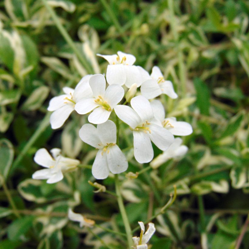 Arabis ferdinandi coburgii Variegata - Scheefkelk (Flowering)