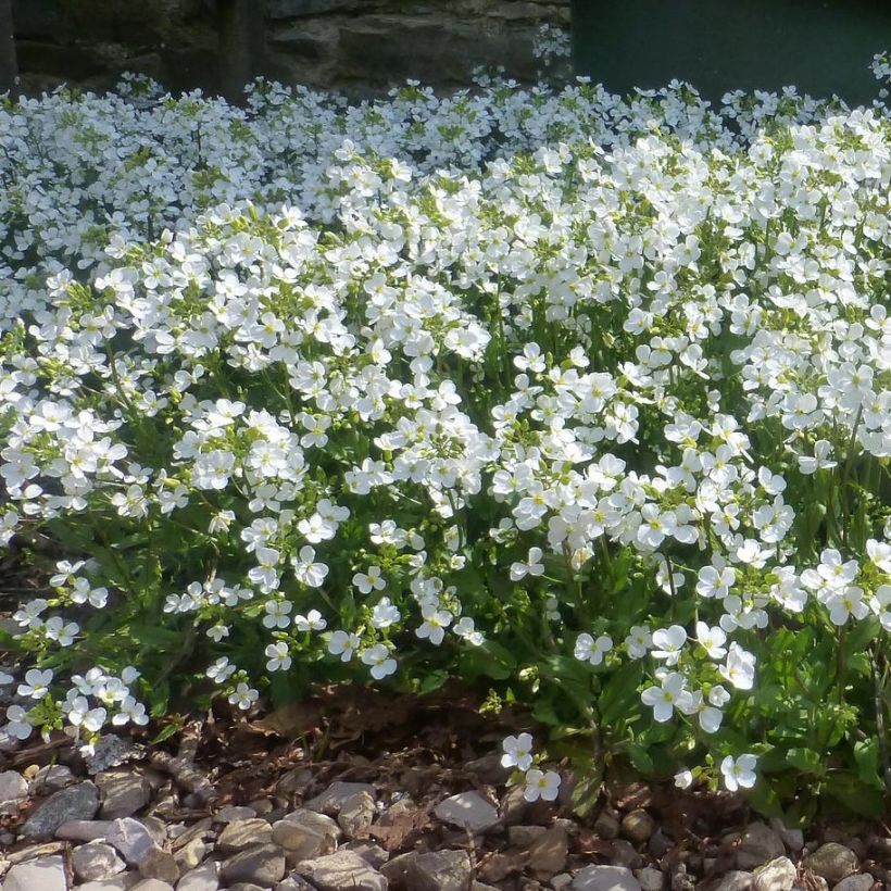 Arabis procurrens Neuschnee - Scheefkelk (Plant habit)