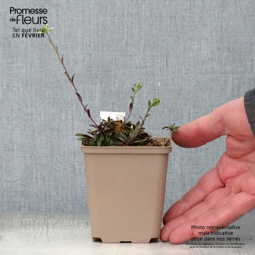 Example of Arabis procurrens Neuschnee - Corbeille d'argent Kweekpotje van 8/9 cm as you get in hiver