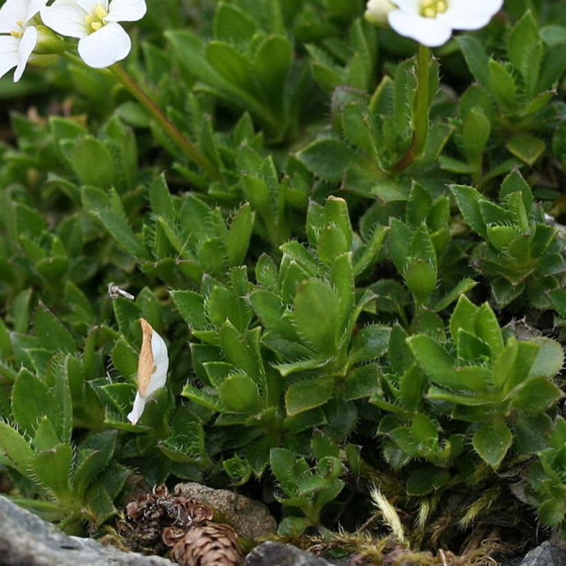 Arabis scopoliana - Scheefkelk (Blad)