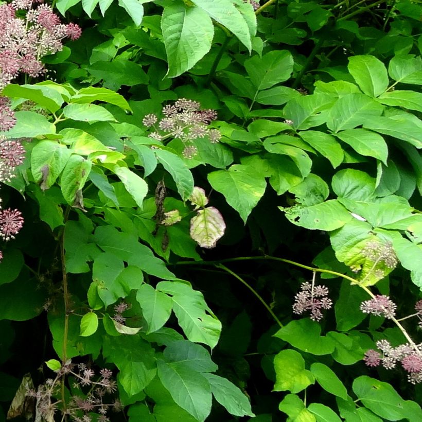 Aralia californica - Duivelswandelstok (Blad)