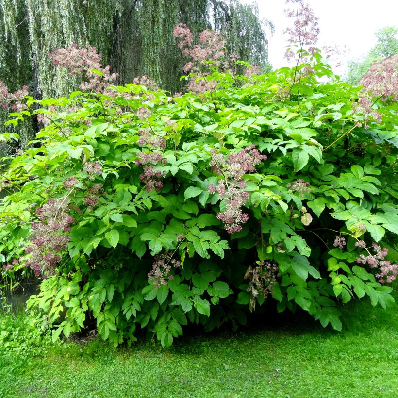 Aralia californica - Duivelswandelstok (Groeiplaats)