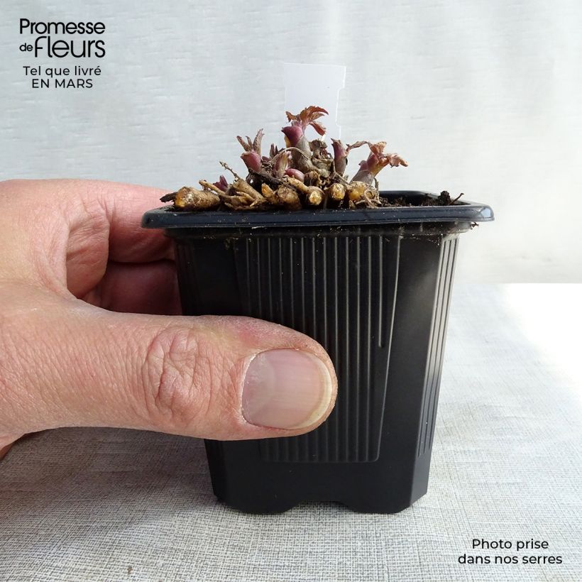 Example of Aralia cordata Sun King - Aralie dorée Kweekpotje van 8/9 cm as you get in hiver