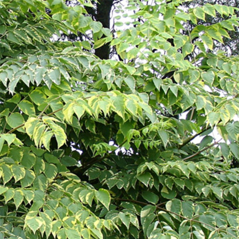 Aralia elata Golden Umbrella - Duivelswandelstok (Foliage)