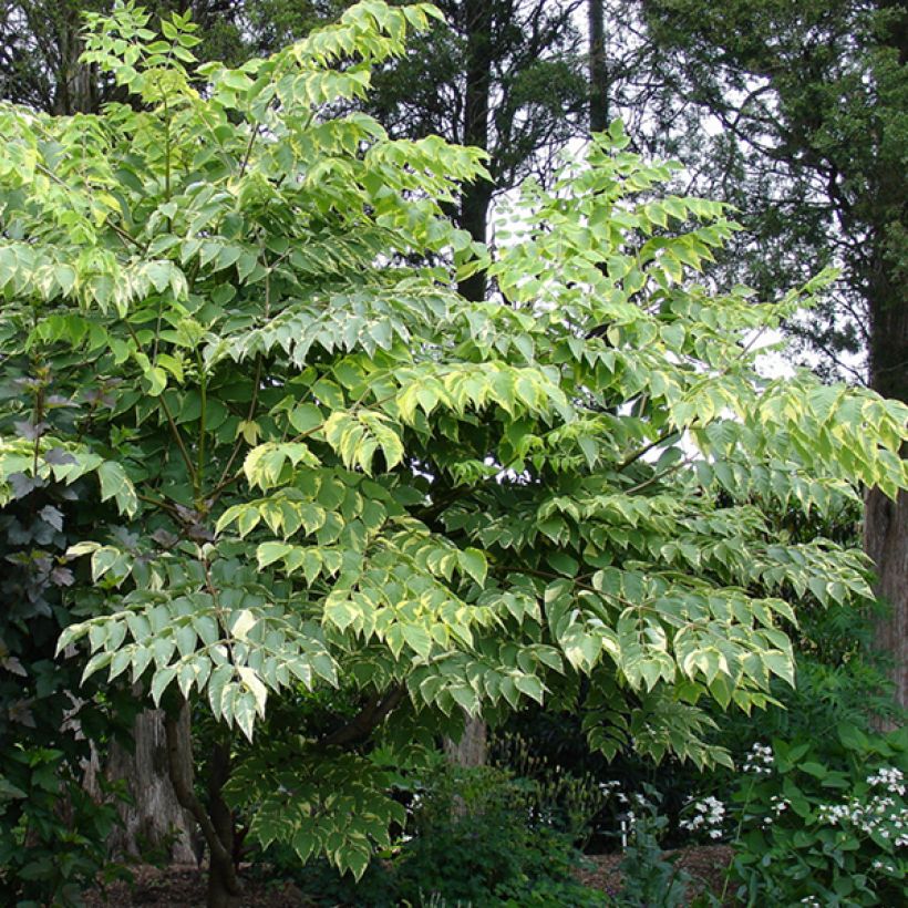 Aralia elata Golden Umbrella - Duivelswandelstok (Plant habit)
